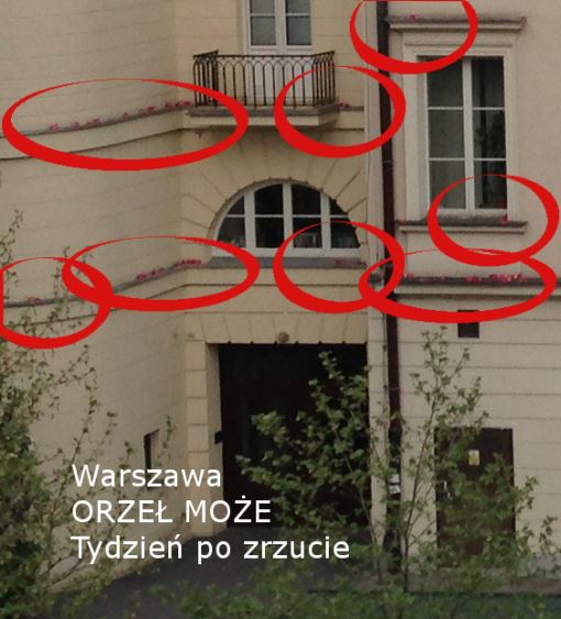 Zdjęcie jednego z warszawskich podwórzy wykonane tydzień po zrzucie ulotek z wojskowych śmigłowców; na zdjęciu zaznaczono zalegające na dachach i gzymsach ulotki akcji Orzeł może