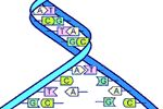 spirala DNA