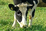 patrząca krowa