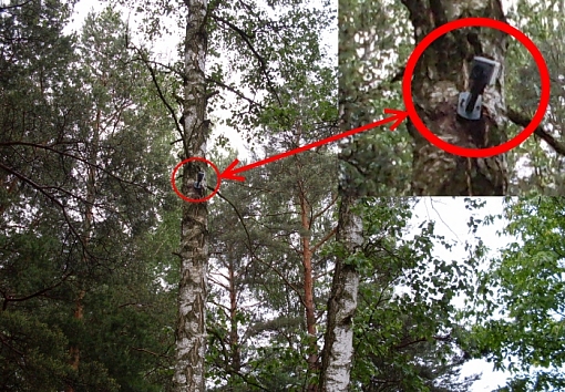 Kamery na drzewach obserwują parking leśny w Gminie Wilga